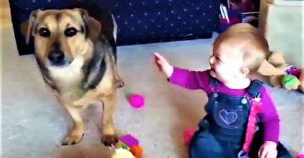 Yahoo Gemini Ad Example 34190 - Dog Challenges Baby But Doesn't See This Coming