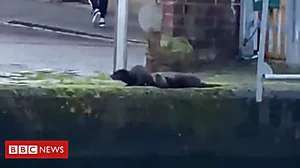 Outbrain Ad Example 32448 - Otters In Edinburgh City Centre