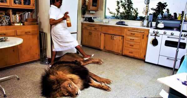 Yahoo Gemini Ad Example 36031 - She Lived With A Pet Lion, Then This Happened