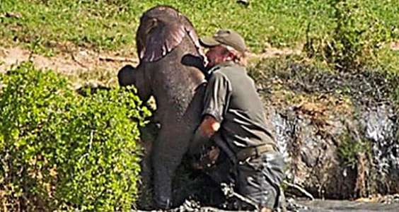 Outbrain Ad Example 47737 - [Photos] Mama Elephant Does This After Man Saves Her Drowning Baby