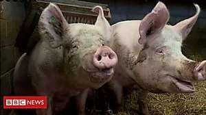Outbrain Ad Example 57569 - 3D Scanner Detects Pigs' Emotions