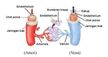 Google Ad Exchange Ad Example 37921 - Inilah Perbedaan Venadan Arteri (PembuluhDarah)