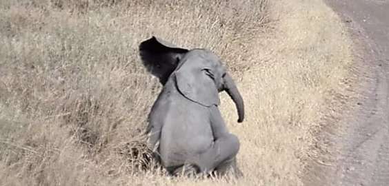 Outbrain Ad Example 45775 - [Photos] Baby Elephant Cast Aside By His Herd, Decided To Spend His Last Days Alongside This Creature