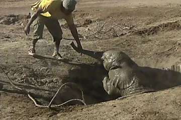 Outbrain Ad Example 47495 - [Photos] Mama Elephant Does This After Man Saves Her Struggling Cub