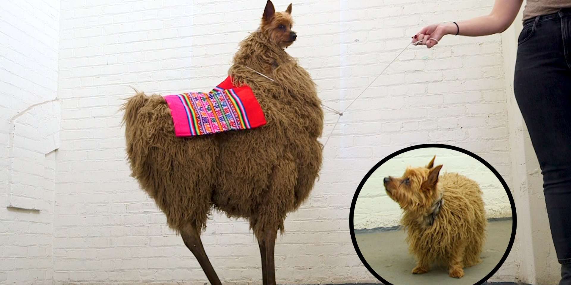 Taboola Ad Example 63153 - This Dog Is Conquering Brooklyn's Costume Competitions
