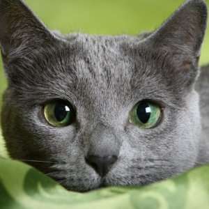Zergnet Ad Example 59177 - Hypoallergenic Cat Breeds