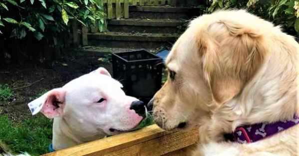 Yahoo Gemini Ad Example 47790 - Dog Who Gets A New Neighbor Has Adorable Reaction