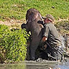 Outbrain Ad Example 46910 - [Photos] Mama Elephant Does This After Man Saves Her Drowning Baby