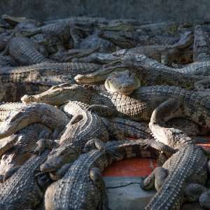 Zergnet Ad Example 54064 - 2-Year-Old Girl Eaten Alive By Crocodiles After Falling Into Pit