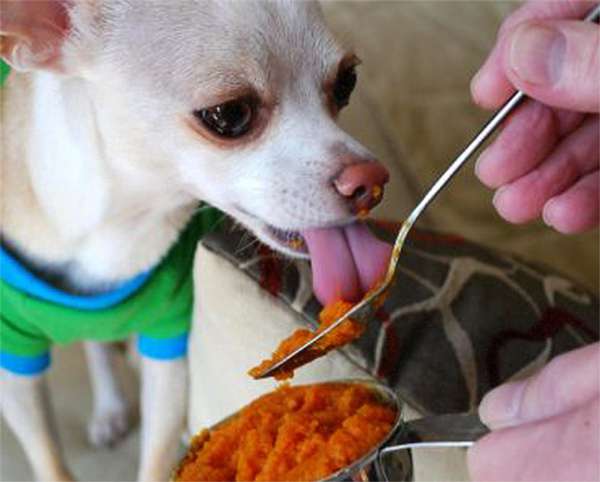 Taboola Ad Example 35569 - Os 12 Alimentos Que Podem Matar Seu Animal De Estimação