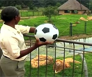 Content.Ad Ad Example 3171 - Zookeeper Threw A Ball To A Lion. The Unexpected Happened