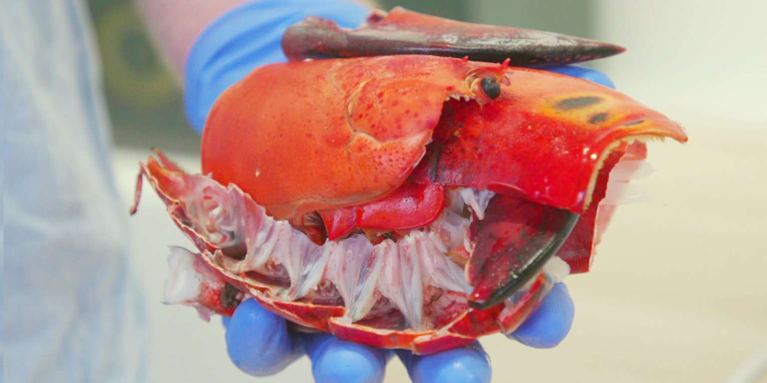 Taboola Ad Example 50405 - Students In London Developed A Way To Turn Lobster Shells Into Biodegradable Packaging And It Could Help Reduce Plastic Waste