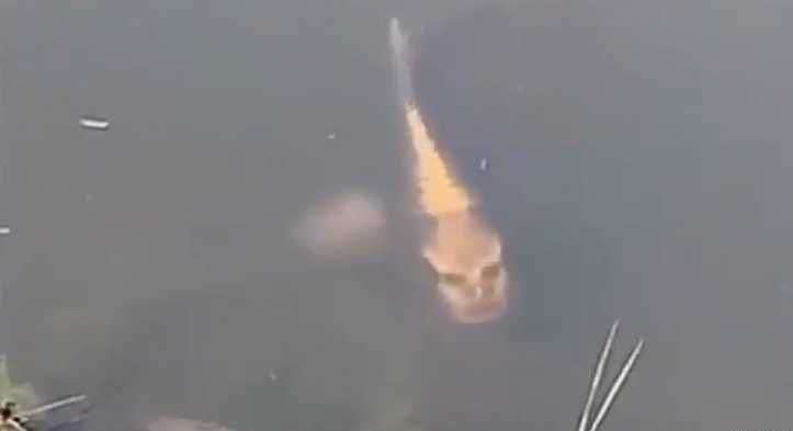 Taboola Ad Example 45322 - Fish With A Human-like Face Spotted In A Chinese Lake, Video Goes Viral