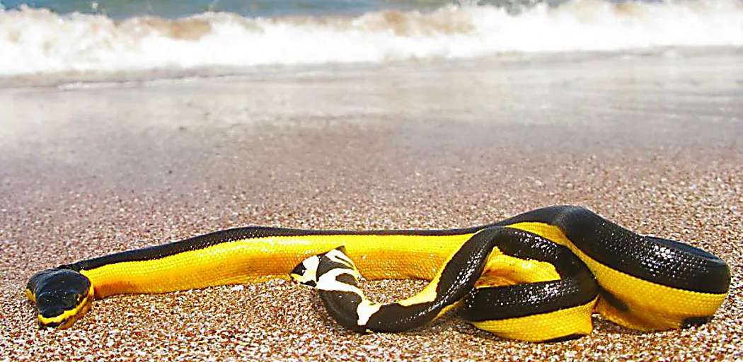 Outbrain Ad Example 53815 - These Are The Top 20 Dangerous Beaches In The World