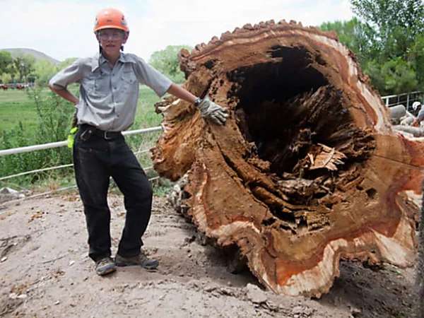 Outbrain Ad Example 31644 - [Photos] When Loggers Had To Cut This Old Tree They Didn't Expect To Finds This