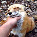 Content.Ad Ad Example 51608 - WATCH: Floof The Most Lovable Fox On The Planet