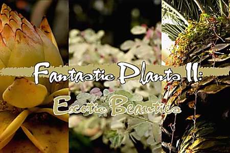 Outbrain Ad Example 57414 - Get To Know These 3 Breathtaking Exotic Plants
