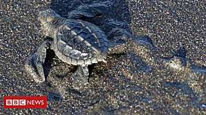 Outbrain Ad Example 41523 - ICYMI: Saving Baby Turtles To Underwater Hockey