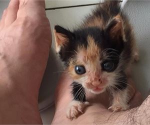 Content.Ad Ad Example 6004 - Abandoned Kitten Had No Hope Of Survival Until...