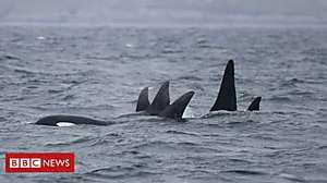 Outbrain Ad Example 57158 - New Encounter Could Be Clue To 'mystery' Orca Pod
