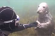 Outbrain Ad Example 46281 - [Photos] Diver Didn't Understand Until Seal Swam Closer
