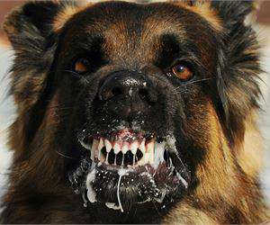 Content.Ad Ad Example 42293 - World's Most Dangerous Dog Breeds