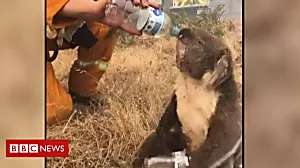 Outbrain Ad Example 48272 - Koala Drinks From Water Bottle Amid Bushfires