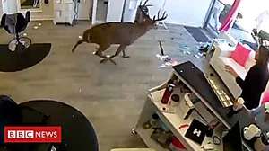 Outbrain Ad Example 42070 - Deer Crashes Through Salon Window