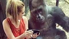 Outbrain Ad Example 56760 - [Photos] Wife Meets A Gorilla. 1 Minute Later This Happens