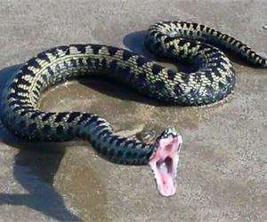 Content.Ad Ad Example 35135 - This Snake Does Something No Human Should Have To Witness