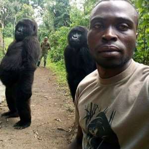 Zergnet Ad Example 49112 - Ranger Poses With The Slickest Gorillas In Hilarious Selfie