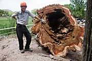 Outbrain Ad Example 31502 - [Photos] When Loggers Had To Cut This Old Tree They Didn't Expect To Finds This