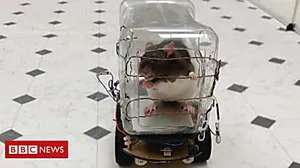 Outbrain Ad Example 43258 - Rats Taught How To Drive Little Cars