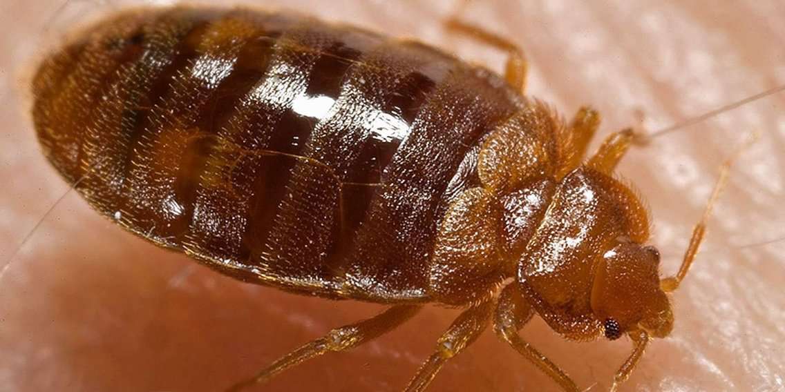 Taboola Ad Example 59386 - Bed Bug Infestations Are Only Getting Worse — Here's Why They're So Hard To Kill