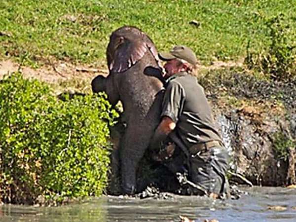 Outbrain Ad Example 46948 - [Photos] Mama Elephant Does This After Man Saves Her Drowning Baby