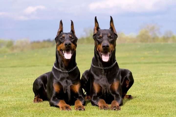 Taboola Ad Example 55037 - 10 Most Aggressive Dogs In The World