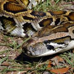 Zergnet Ad Example 61460 - Hunter Snares Terrifying Burmese Python In FloridaHuffingtonpost.com