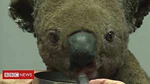 Outbrain Ad Example 44080 - Lucky Koala Escapes Australia Bushfire