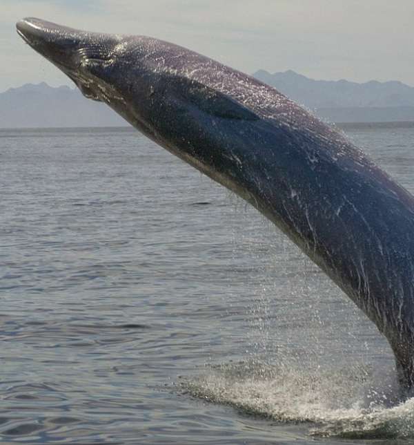Taboola Ad Example 44884 - She Thought It Was A Blue Whale Until She Looked At The Pictures She Took