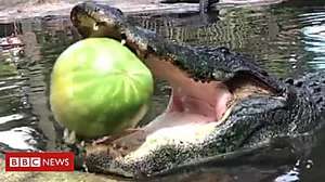 Outbrain Ad Example 57795 - ICYMI: Alligator Vs Watermelon, And Butter Statues