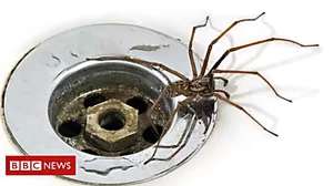 Outbrain Ad Example 41183 - 'Learn To Love Your House Spider And Name It'