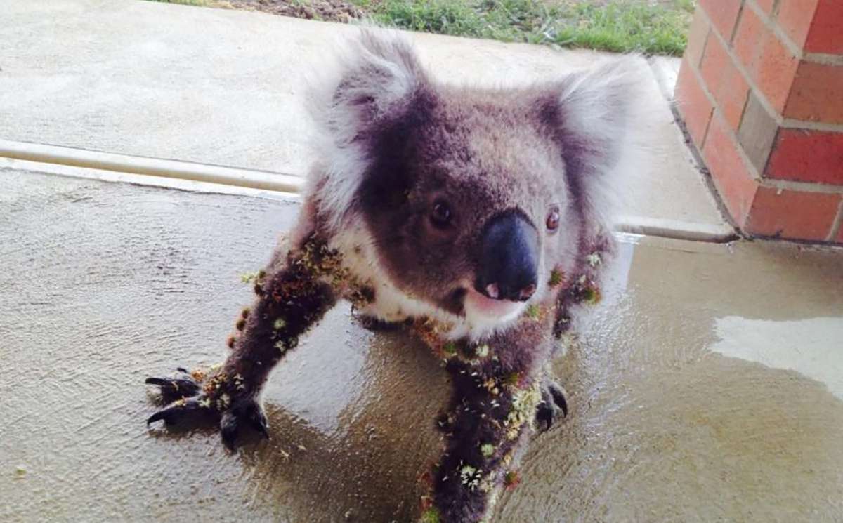 RevContent Ad Example 53159 - When This Koala Bear Turned Up On The Porch Covered In Prickles, The Homeowner Knew He Had To Act Fast!