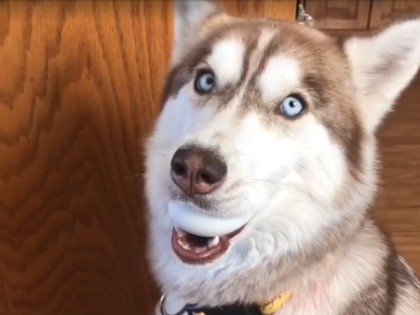 RevContent Ad Example 4094 - Husky Takes The Egg Challenge | Powr