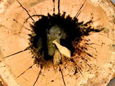 RevContent Ad Example 57624 - Loggers Cut Down Old Tree But Never Expected What They Saw Inside