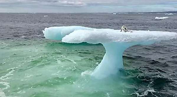 Outbrain Ad Example 43554 - [Fotos] Pescadores Encontraron Una Criatura Sorprendente En Un Iceberg Solitario