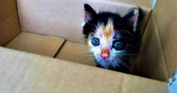 Yahoo Gemini Ad Example 32243 - Man Saves Homeless Kitten Only To Find This