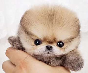 Outbrain Ad Example 35321 - 12 Of The Smallest Dog Breeds That Will Steal Your Heart