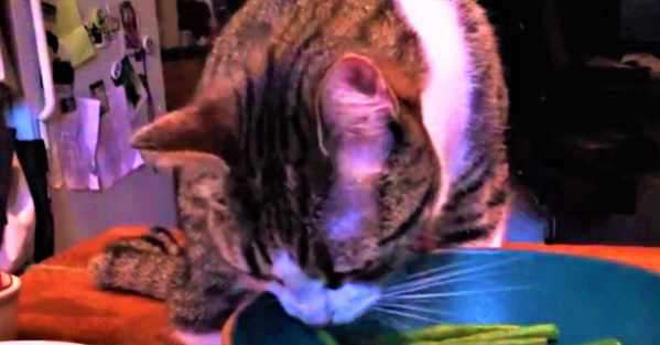 Yahoo Gemini Ad Example 33084 - This Unique Cat Was Born With Unusual Paws