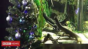 Outbrain Ad Example 46671 - Eel Lights Up Christmas Tree And Other News