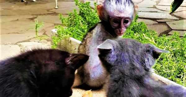Yahoo Gemini Ad Example 58097 - A Baby Monkey Comes Face-To-Face With Two Cats